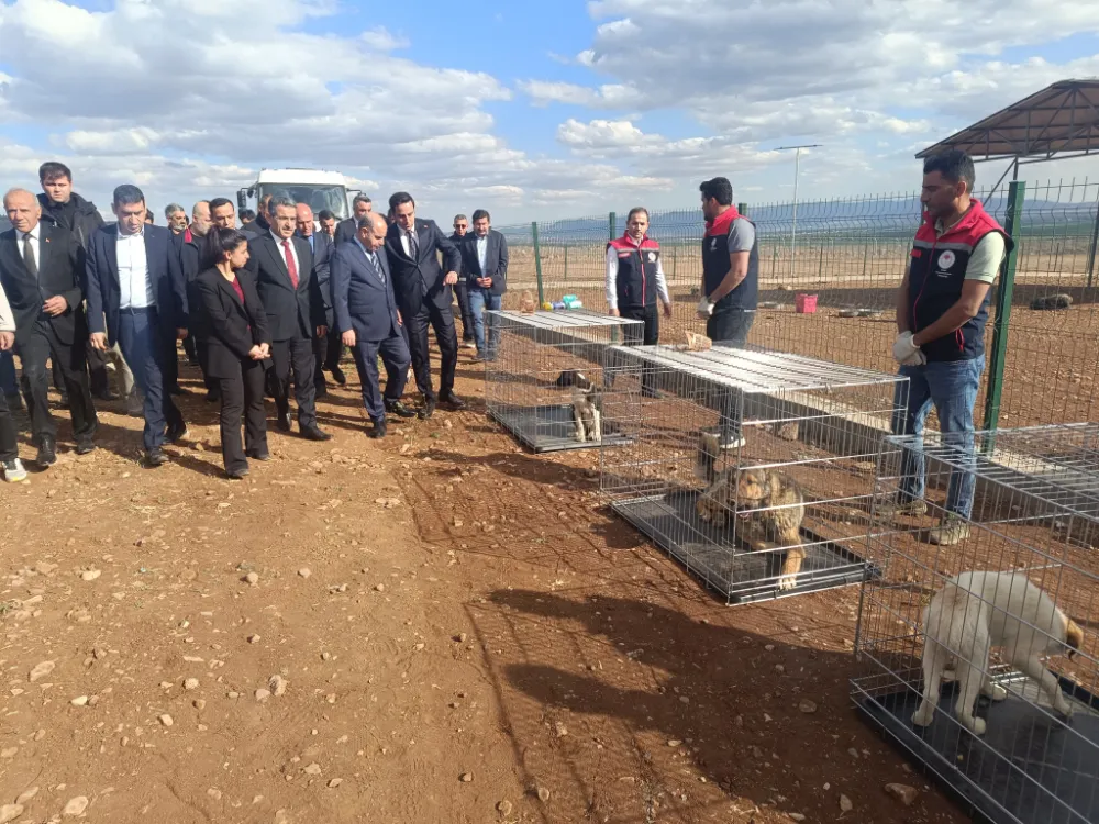 AKTAŞ, ŞIRNAK’TA 50 DÖNÜM ARAZİ ÜZERİNDE HAYVAN BARINAĞI İNŞA EDİLDİ