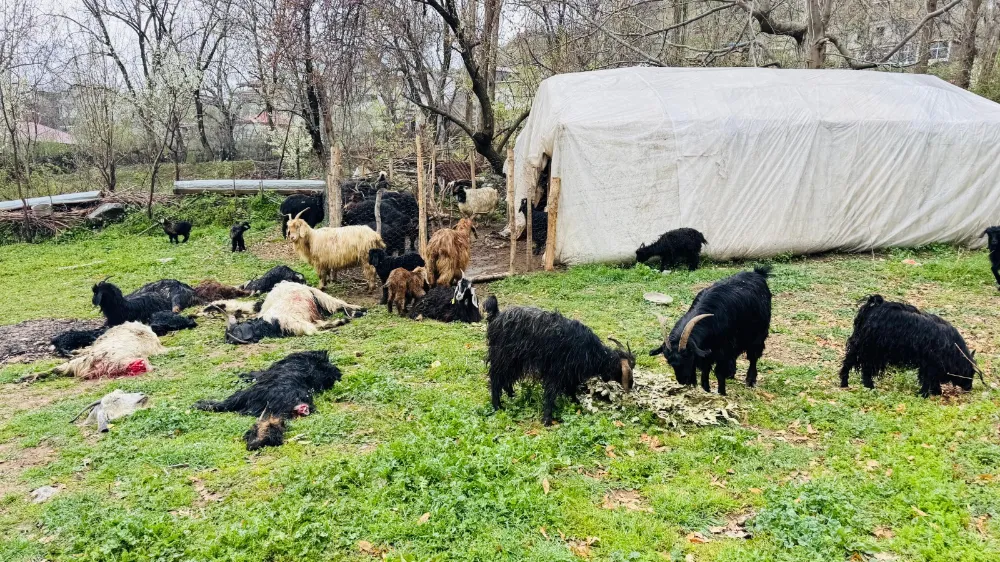 ŞIRNAK’TA SOKAK KÖPEKLERİ AĞILA GİRDİ 18 KEÇİ TELEF OLDU